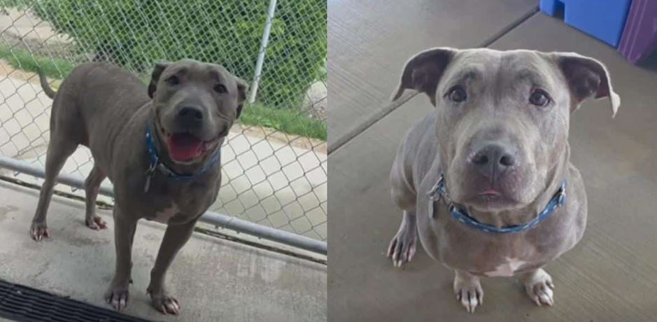 Clever Stray Dog Walks Right Into An Animal Shelter To Check Herself In Like A Pro