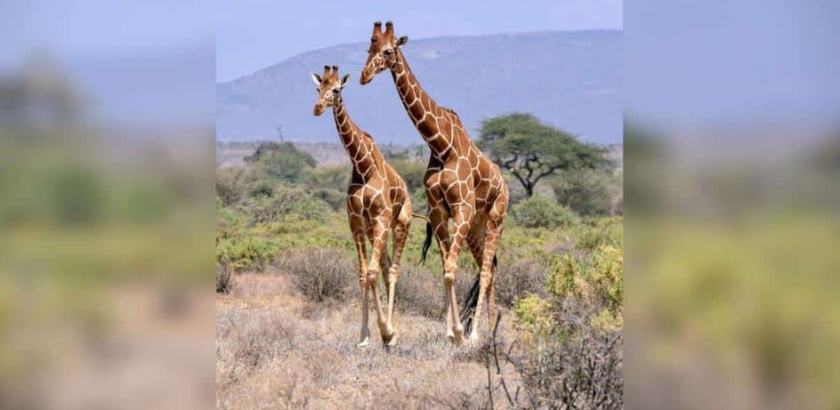Only 117000 Giraffes Remain As Gentle Giants Face Silent Extinction Across Africa