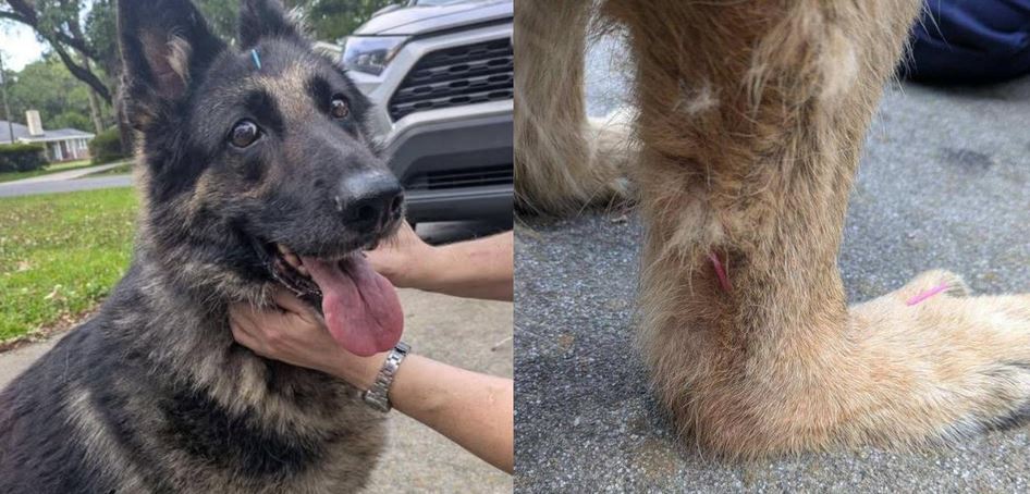 Fourteen Year Old Senior Dog Abandoned For Euthanasia Saved By Compassionate Veterinarian