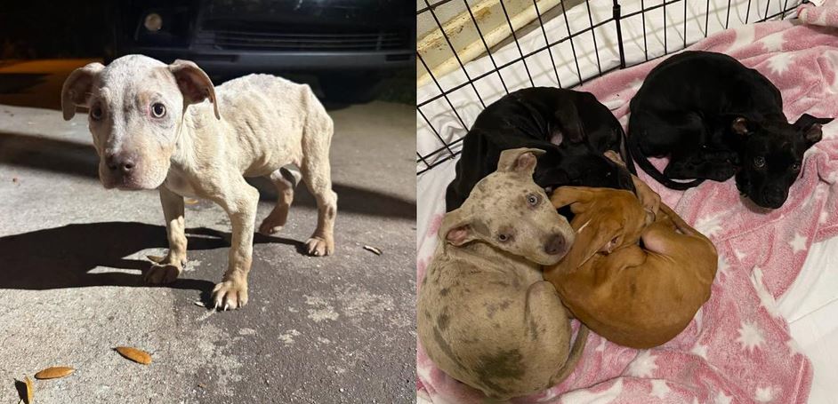 Tourists in a Golf Cart Spotted Something Moving in the Brush — It Was 7 Puppies Left to Die