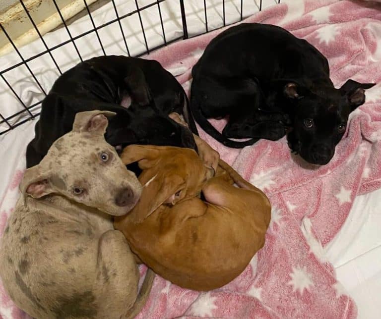 Four abandoned Eastpoint Florida puppies rescued and receiving care