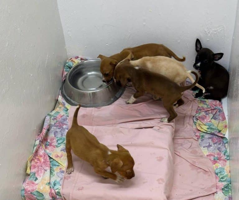 Seven Chihuahua mix puppies rescued from St George Island woods
