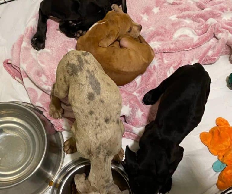 Eleven rescued Florida puppies recovering at Franklin County Humane Society