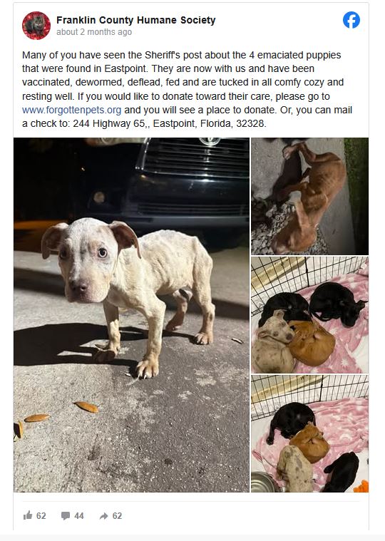 Happy rescued puppies ready for adoption into forever homes