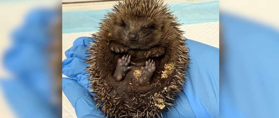 Tiny Threat Nearly Costs Young Hedgehog Its Life Until Wildlife Team Intervenes