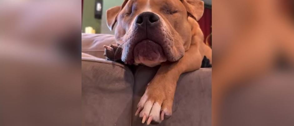 Blind Rescue Dog Doesn’t Need Eyes To Know Who Loves Her