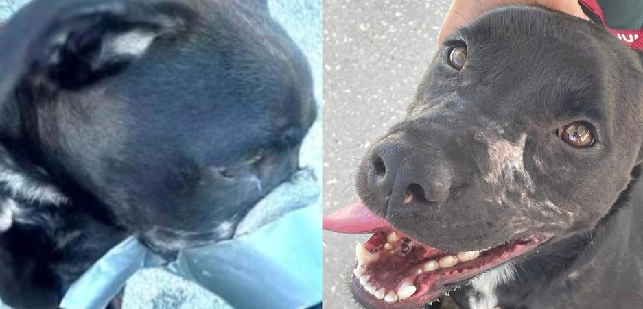 He Was Found Gasping Under a Ramp With His Muzzle Taped Shut — Then Deputies Opened the RV