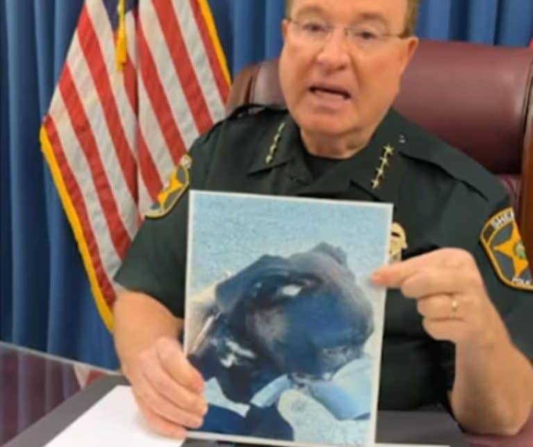 Cooper the rescued dog after duct tape was removed from his muzzle in Auburndale Florida