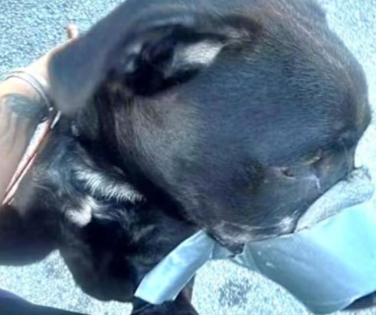 Rescued dog Cooper showing facial scarring receiving veterinary care at Polk County Animal Control