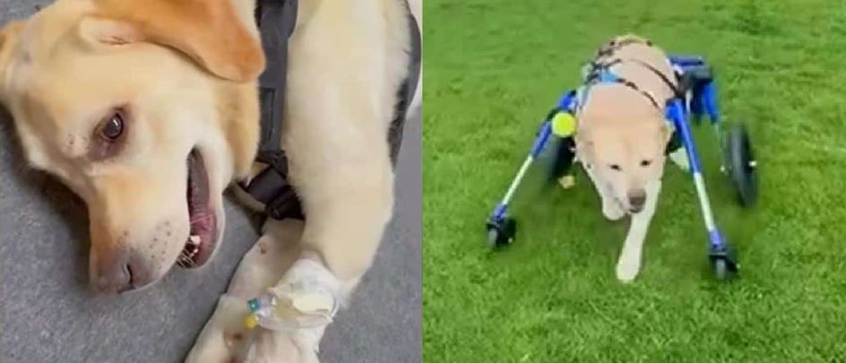 Dog Wakes Up Completely Paralyzed Just Hours After Celebrating His Birthday