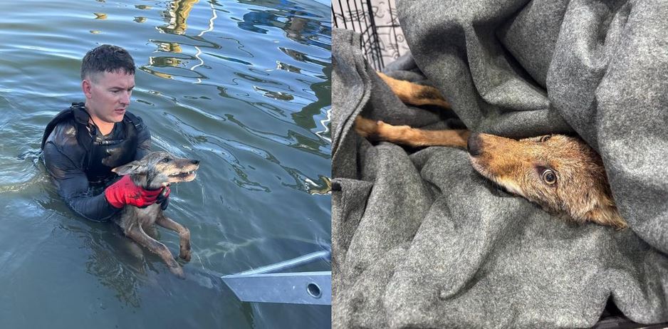 Firefighters Rush To Save Drowning Dog Before Realizing It Isn’t A Dog At All