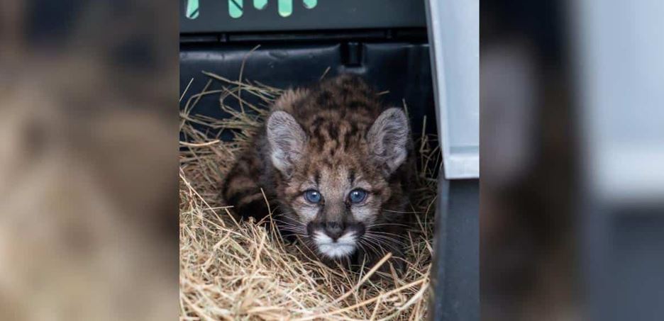 Meet Peppercorn The Feisty Florida Panther Kitten Who Refused To Give Up