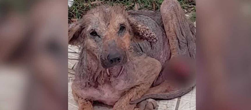 Most People Saw A Sick Puppy But One Rescuer Saw A True Fighter