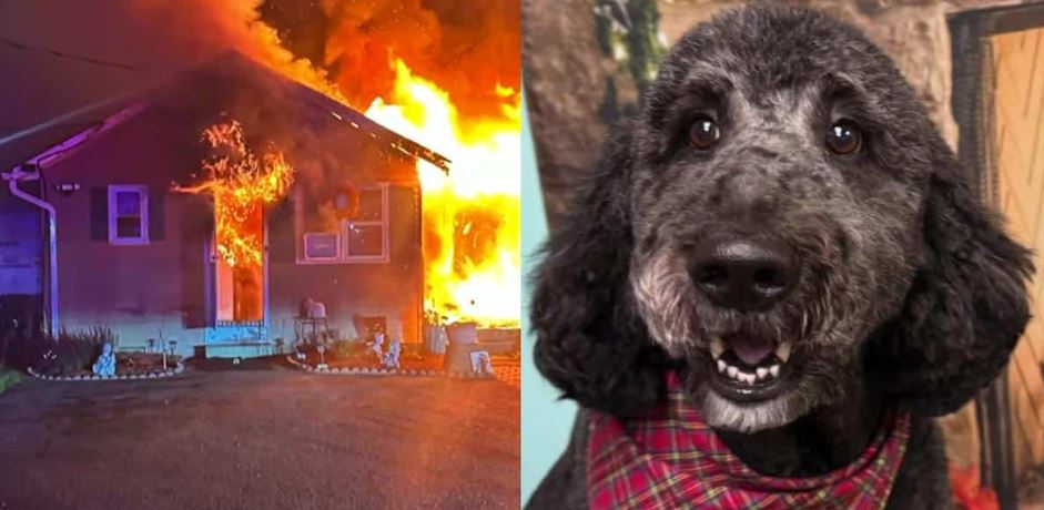 Devoted Poodle Credited With Saving Owner Life During Fast Moving House Fire