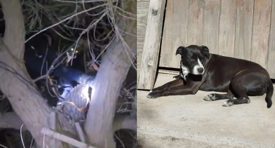 Woman Claims Mysterious Winged Creature Lifted Dog 65 Feet Into Tree