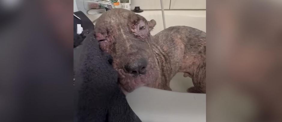He Looked Like A Dying Old Man, But Wait Until You See What This Abandoned Puppy Looks Like Now!