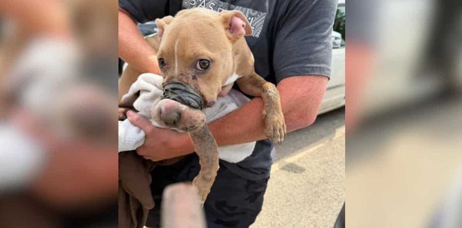 Community Rallies Around Abused Puppy Yara As Investigators Search For Answers