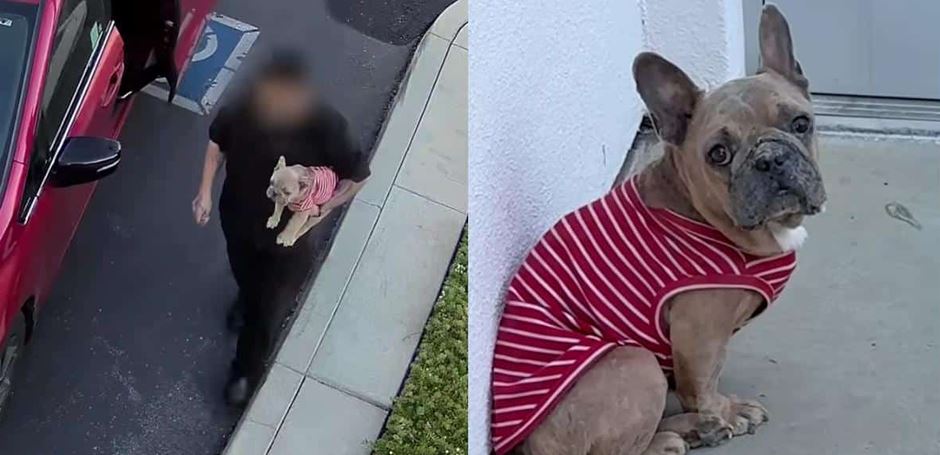 French Bulldog Left Behind at Shelter Has the Saddest Look in His Eyes Russel Moneva 5–6 minutes  Few sights are more heartbreaking than a dog who has lost all hope, especially when that despair is the result of prolonged neglect. Tucked quietly into the back corner of a shelter kennel, a frail French Bulldog sat with his head lowered, avoiding attention as though he had already accepted that no one was coming for him. His small frame and defeated expression hinted at months of suffering that could not be seen at first glance. Yet even in that painful moment, his story was far from over. Thanks to the compassion of dedicated rescuers, this forgotten dog was finally about to receive the care, comfort, and second chance he so desperately needed. Credit: YouTube  The touching rescue was documented by Rocky Kanaka at Animal Friends of the Valleys shelter, where the small dog was discovered wearing a tiny tank top that contrasted sharply with his painful condition. At the time, he did not even have a name. Later, he would become known as Luke, named in memory of a subscriber’s beloved soul dog, giving him a meaningful new identity to match his fresh start.  Security footage helped piece together what had happened before Luke arrived. Early that morning, someone drove to the shelter, walked him to the back of the property, and left him behind before driving away. The person never waited for staff to open the shelter or completed the proper surrender process, leaving Luke alone and confused.  For shelter staff, the footage was difficult to watch. A proper owner surrender would have allowed Luke to be immediately evaluated and comforted. Instead, he spent valuable time abandoned outside before finally making his way into the care of shelter workers. A Painful Condition Hidden Beneath a Tiny Shirt  As Rocky gently examined Luke, it quickly became clear that the little dog’s oversized shirt had been covering far more than anyone expected.  Once the clothing was removed, Luke’s skin showed extensive signs of neglect. His body was painfully thin, his skin was crusty and irritated, and the folds on his face were infected. A wound beneath one of his eyes suggested he had been living with untreated medical problems for quite some time. Credit: YouTube  The veterinary team completed a thorough examination and assigned Luke a body condition score of just 2 out of 9. That score indicated severe underweight status and pointed to a prolonged lack of proper nutrition.  Their examination uncovered another painful issue as well. Luke had a swollen abscess lodged between his toes, likely caused by a foreign object such as a foxtail that had become embedded and infected. Every step he took must have been uncomfortable.  Although the list of medical concerns seemed overwhelming, the veterinarians also delivered encouraging news. Every condition they identified was treatable. That diagnosis changed the outlook entirely. Instead of facing an uncertain future, Luke finally had a clear path toward healing.  Rocky spoke with hope about the little French Bulldog’s recovery, explaining that this was only the beginning of a much brighter chapter. With proper medical care, nutritious food, medication, and plenty of patience, Luke could regain both his strength and his confidence.  Just as important as the physical treatment was the emotional care he would receive. Dogs that experience neglect often need time to learn that people can once again be trusted. Gentle handling, consistent routines, and compassionate caregivers can make an enormous difference as they begin to feel safe.  Luke’s quiet demeanor reflected everything he had endured, yet it also revealed remarkable resilience. Even after months of hardship, he allowed his rescuers to help him, giving them the opportunity to begin rebuilding his health one step at a time. Credit: YouTube  Rocky also shared that he was working with rescue organizations to help secure the long-term support Luke would need. Finding a rescue equipped to continue his medical care would give him the best opportunity to recover fully before eventually finding a loving forever home.  Luke’s story serves as a reminder that neglect can leave deep physical and emotional scars, but it also shows the incredible impact of compassionate people who refuse to give up on an animal in need. Thanks to the shelter staff, veterinary team, and Rocky’s dedication, a frightened French Bulldog who arrived abandoned and forgotten now has something he had been missing for a long time.