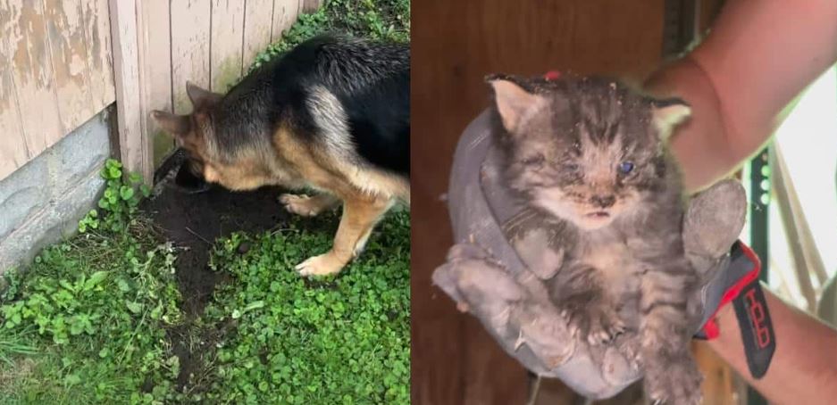 Two Loyal Dogs Refused To Leave A Locked Shed Until Their Owner Discovered The Heartbreaking Reason
