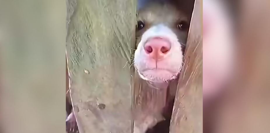 Rescuers Free Two Starving Dog Brothers Chained In Wooden Crates To Transform Their Lives
