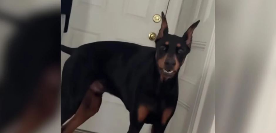 This Terrified Doberman Waited 763 Days In A Shelter Until One Woman Sat On The Floor