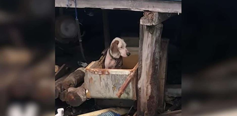 Tied Up Dog Starved To Be A Better Hunter Finally Gets The Life She Deserved