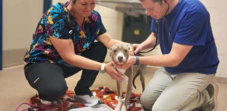 These Two Severely Neglected Dogs Were Dying Until Complete Strangers Intervened