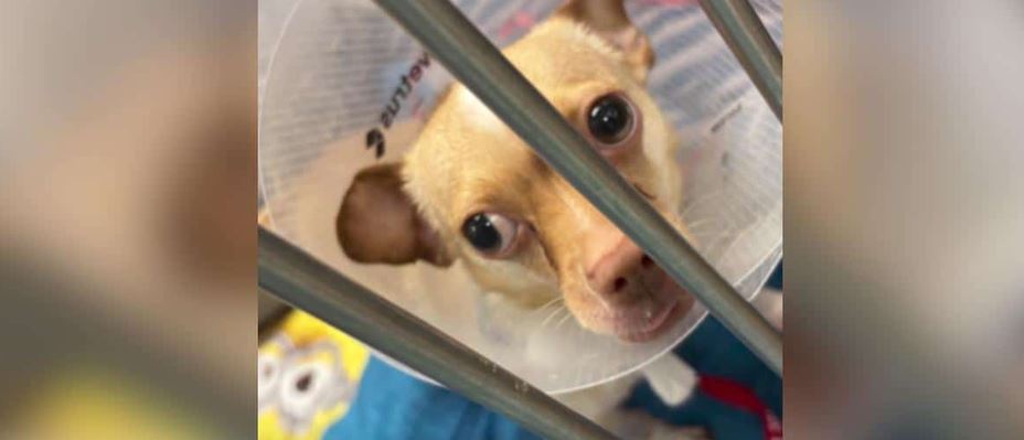 Owners Left A Vest On This Rescue Dog For Months Until It Grew Into His Skin
