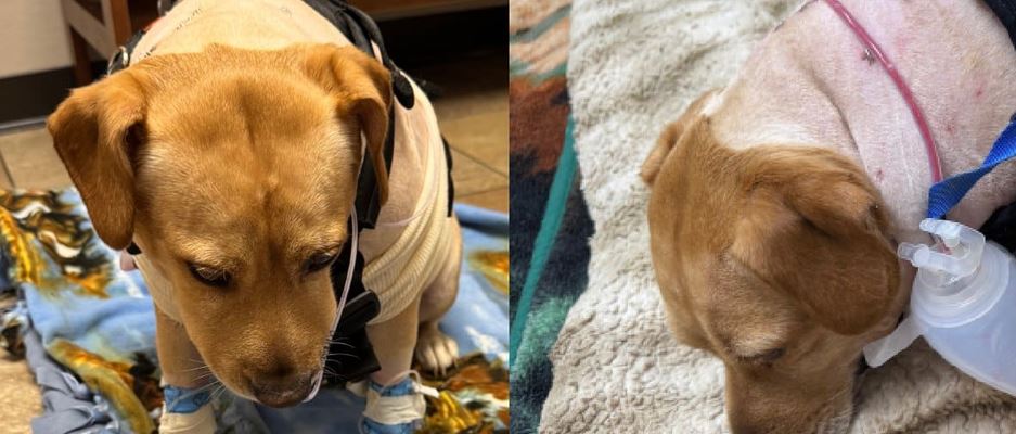 This Brave Rescue Dog Fought A Massive Bear To Protect His Beloved Owner