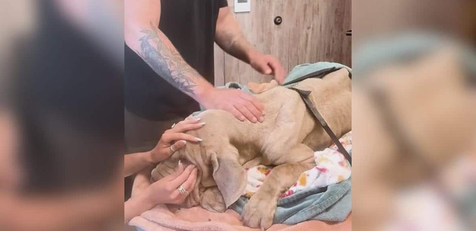 This Rescue Dog Survived Unimaginable Abuse Only To Face A Cruel Betrayal