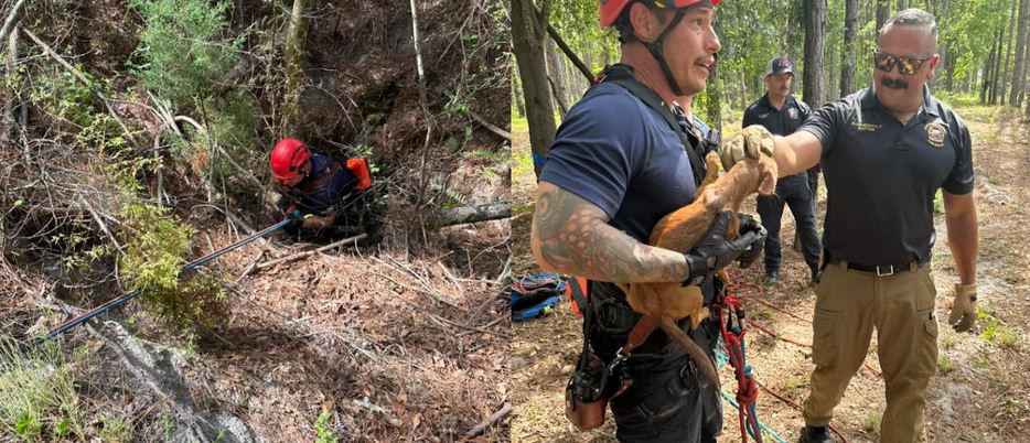 A Missing Dog Vanished For A Week Until Rescuers Looked Forty Feet Down