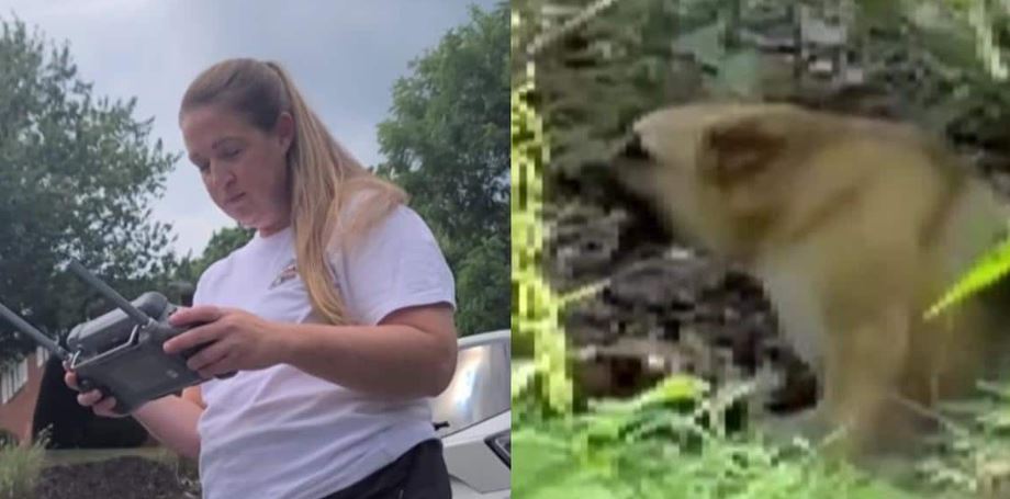 This Paralyzed Dog Vanished During Fireworks Until A Drone Spotted Something Amazing
