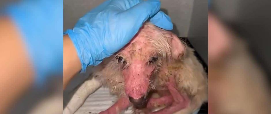 She Survived Unimaginable Abuse But Just Wait Until You See This Tiny Puppy Now