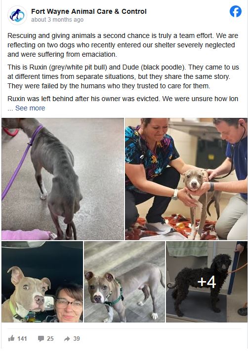These Two Severely Neglected Dogs Were Dying Until Complete Strangers Intervened